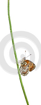 Knapweed Fritillary, Melitaea phoebe, on flower photo