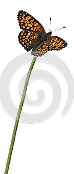 Knapweed Fritillary, Melitaea phoebe, on flower