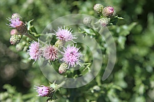 Knapweed Noxious Weed in bloom