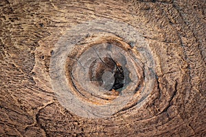 Knar and old wood texture