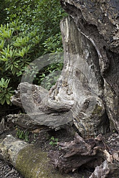 Knarled old tree trunk