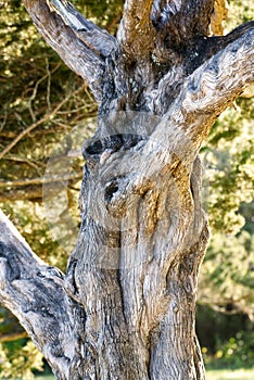 A knarled and weathered trunk of a cedar tree. photo
