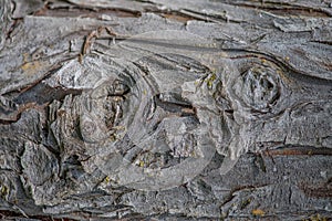 Knarly tree bark.
