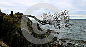 Knarly tree struggling to survive on edge of rock cliff