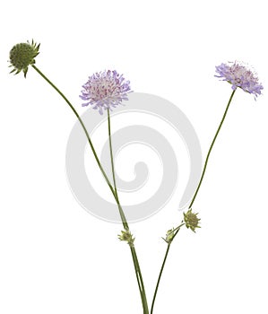 Knautia arvensis photo