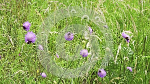 Knautia arvensis attracts many bumblebee