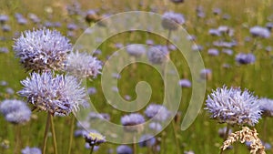 Knautia arvensis blossoming in summer field. Summer flowers