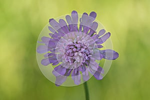 Knautia arvensis,  field scabious flower closeup selective focus