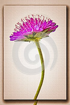 Knautia arvensis. Imitation of a picture. Oil paint. Rendring