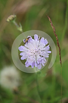 Knautia arvensis purple wild flower