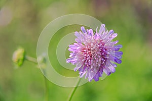  .. fiore mitigare. rosa fiore da vicino un verde per. selettivo concentrarsi poco profondo 