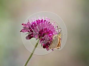 Knautia macedonica, small tortoiseshell, butterfly, wildlife, insect, flying, flower, pink, brown, garden, green, beautiful, summe
