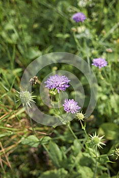 Knautia maxima in bloom