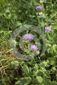 Knautia maxima in bloom