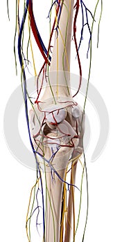 The knee anatomy