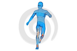 Knee, Anatomy, Bones