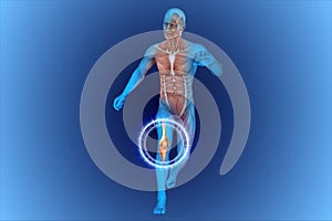 Knee, Anatomy, Bones