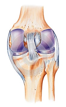 Knee - Anatomy, Dorsal View photo