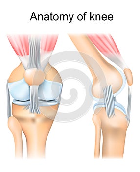 Knee anatomy. Human joint structure