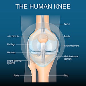 Knee anatomy. Knee joint structure
