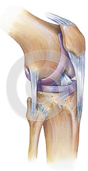Knee - Anterolateral View photo