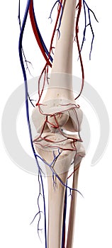 The knee blood vessels