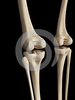 The knee bones