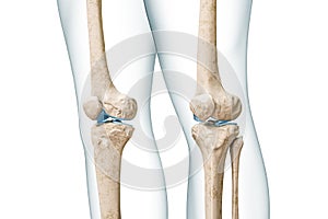 Knee bones with body contours 3D rendering illustration isolated on white with copy space. Human skeleton anatomy, medical diagram