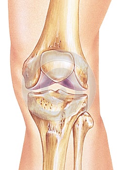 Knee - Bones & Joint in Situ