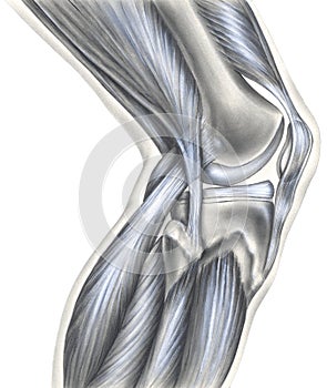 Knee - Bones, Ligaments & Muscles