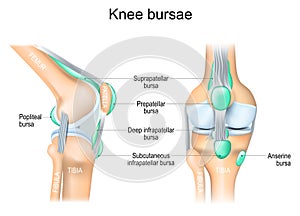 Knee bursae. Frontal and side view of human knee joint photo
