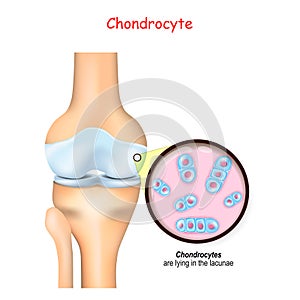 Knee and close up of cells of a cartilage. chondrocyte