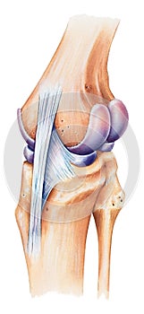 Knee - Dorsal Medial View