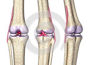 Knee joint anatomy