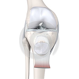 Knee Joint Anatomy. Bones, Menisci, Articular Cartilage And Ligaments. Front View. 3D Illustration