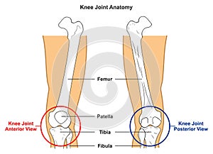 Knee joint anatomy infographic diagram anterior posterior views