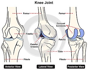 Knee joint anatomy infographic diagram medical science education