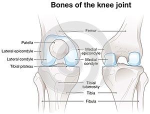 Knee Joint Anatomy. Labeled. 3D lllustration photo