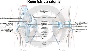 Knee Joint Anatomy. Labeled. Illustration photo