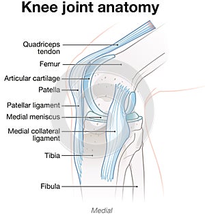 Knee Joint Anatomy. Medial View. Labeled Illustration photo