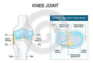 Knee joint anatomy. Meniscus and ligaments photo