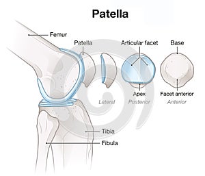 Knee Joint Anatomy. Patella. Labeled. lllustration photo