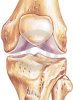 Knee - Joint and Bones