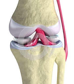 Knee joint closeup view