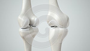 Knee joint with healthy cartilage, front and back- 3D Rendering