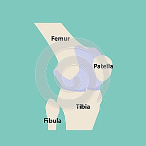 Knee joint icon. Knee bones graphic sign. Symbol human joint in the circle isolated on green background. photo
