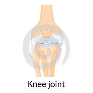 Knee joint isolated vector illustration, flat design. Ligaments of the knee. Anterior and Posterior cruciate ligaments, Patellar