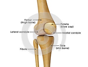 Knee joint photo