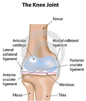 Knee Joint Labeled Diagram photo