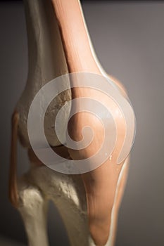 Knee joint meniscus tendon model